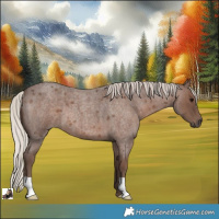 Horse Color:Silver Blue Roan 