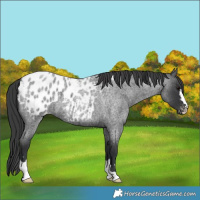 Horse Color:Blue Roan Appaloosa