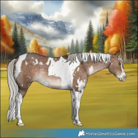 Horse Color:White Spotted Silver Bay Dun Splash Tobiano Rabicano