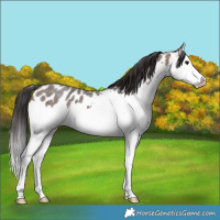 Horse Color:Brown Roan Splash Appaloosa 