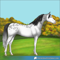 Horse Color:Blue Roan Splash Appaloosa Rabicano 