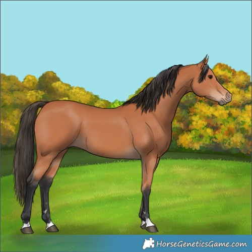 Horse Color:Bay 