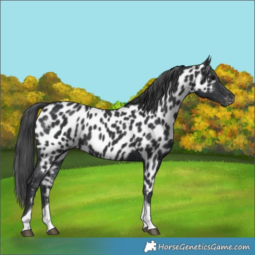 Horse Color:Black Tobiano Appaloosa 