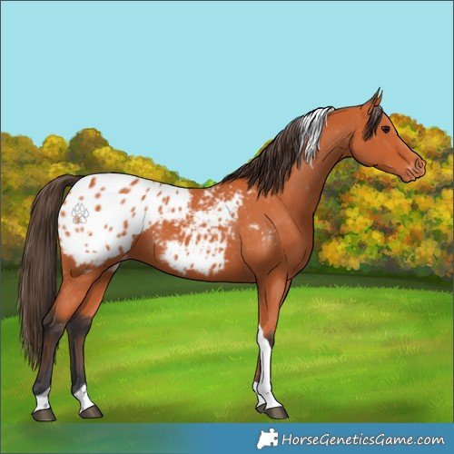 Horse Color:Bay Tobiano Appaloosa 
