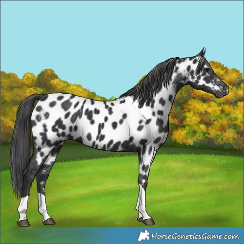 Horse Color:Black Tobiano Appaloosa 