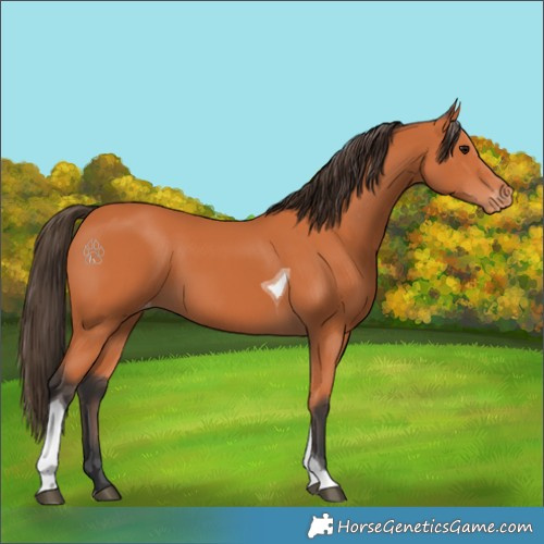 Horse Color:Bay Tobiano Appaloosa 