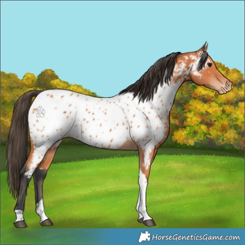 Horse Color:Bay Tobiano Appaloosa 