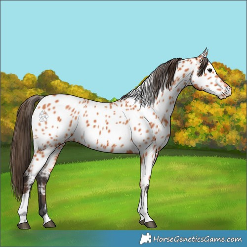 Horse Color:Bay Tobiano Appaloosa 