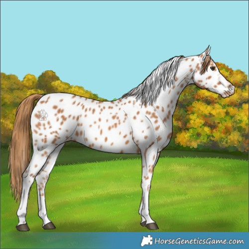 Horse Color:Chestnut Tobiano Appaloosa