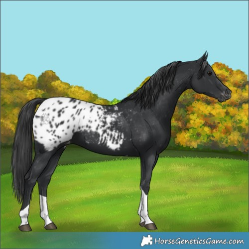 Horse Color:Black Tobiano Appaloosa