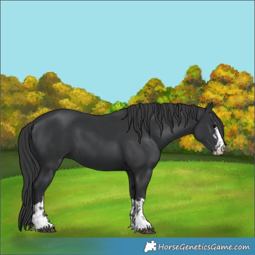 Horse Color:Black  and Black 