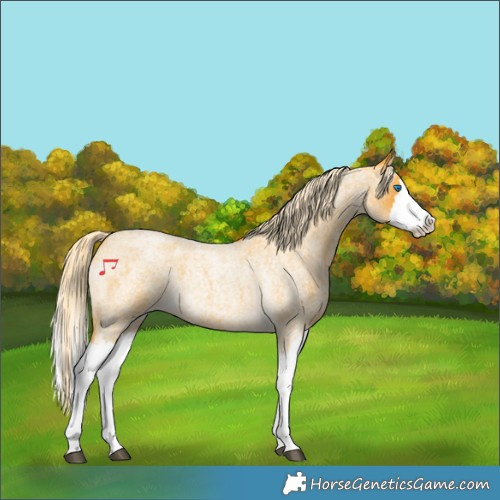 Horse Color:Palomino Roan Splash 