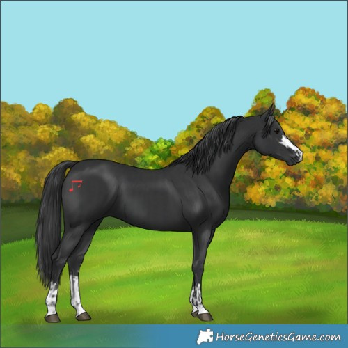 Horse Color:Black and Black