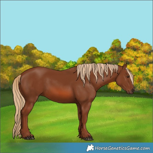 Horse Color:Chestnut 