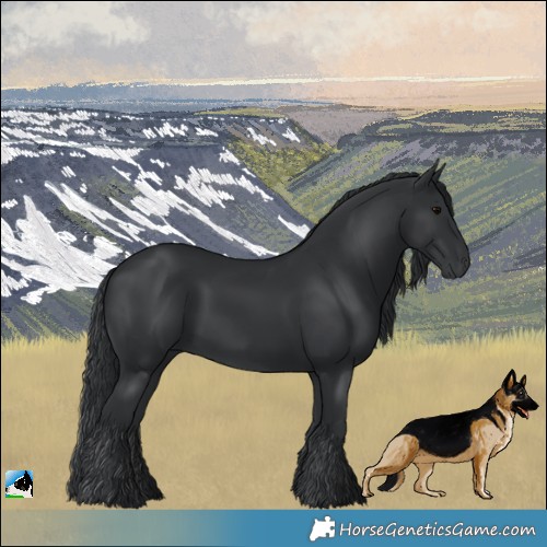 Horse Color:Black 