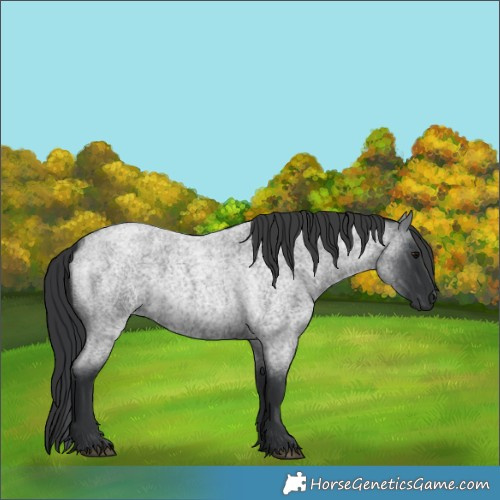 Horse Color:Blue Roan 