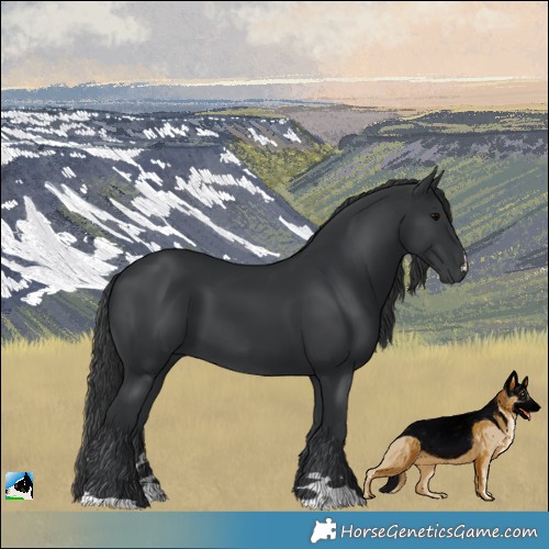 Horse Color:Black 