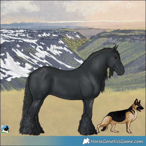 Horse Color:Black 