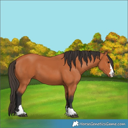Horse Color:Bay 