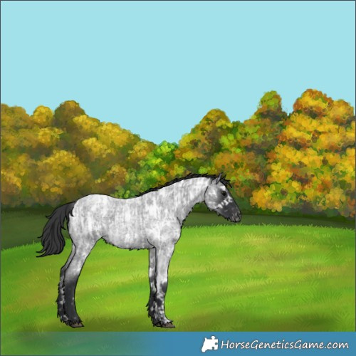Horse Color:Blue Roan and Blue Roan Appaloosa
