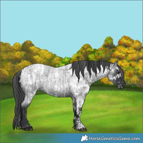 Horse Color:Blue Roan  and Blue Roan Appaloosa 