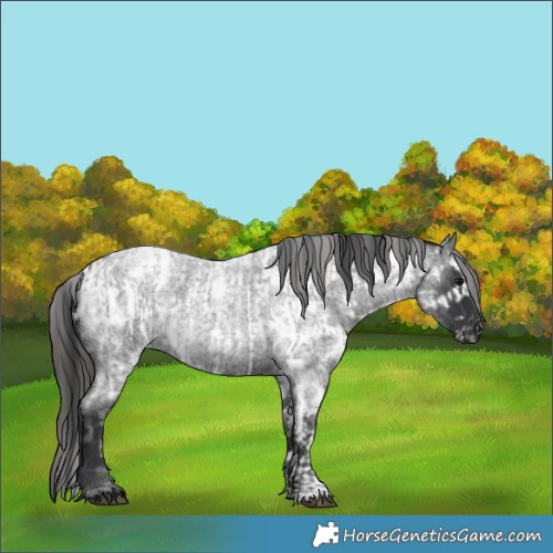 Horse Color:Blue Roan  and Blue Roan Appaloosa 