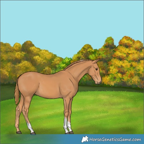 Horse Color:Chestnut Tobiano 