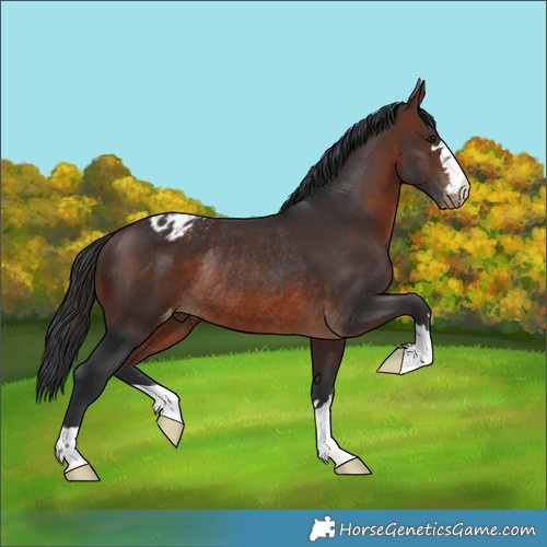 Horse Color:Brown Varnish Rabicano 