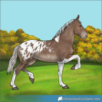 Horse Color:Silver Black Tobiano Appaloosa 