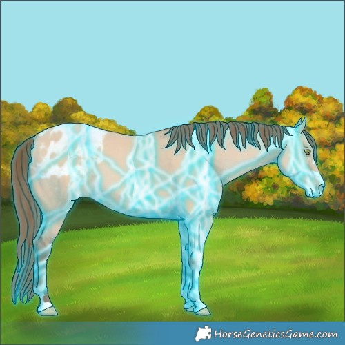 Horse Color:Thunderstruck Amber Champagne Dun Appaloosa