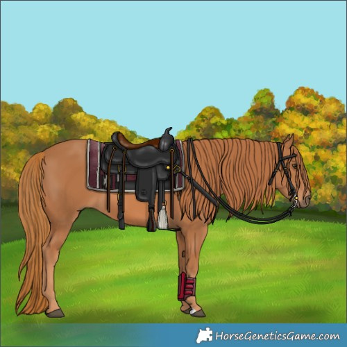 Horse Color:Chestnut 