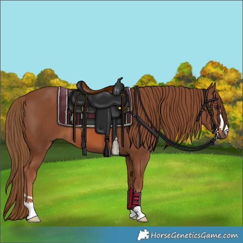 Horse Color:Chestnut 