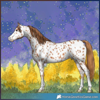 Horse Color:Chestnut Near Leopard 