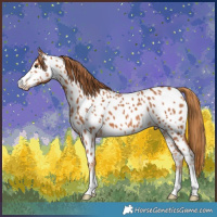 Horse Color:Chestnut Appaloosa