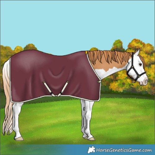 Horse Color:Chestnut Splash 