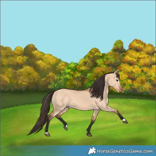 Horse Color:Bay Dun Rabicano 