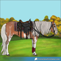 Horse Color:White Spotted Silver Bay