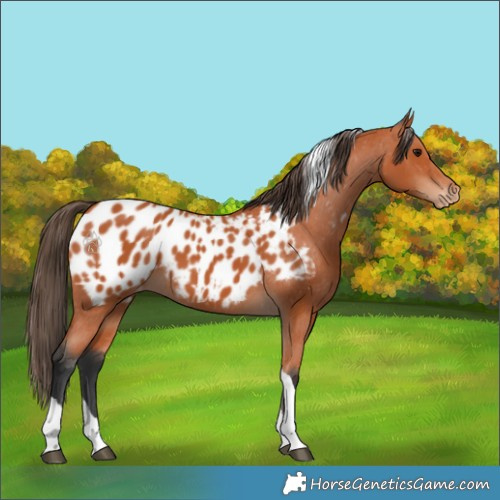 Horse Color:Bay Tobiano Appaloosa 