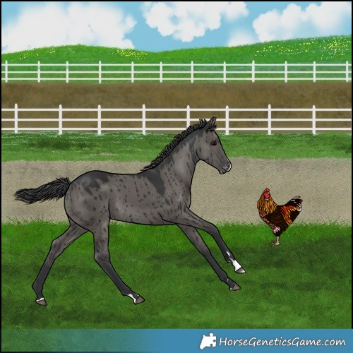 Horse Color:Grullo Varnish Brindle 