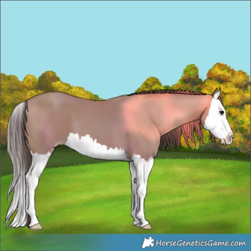 Horse Color:Classic Champagne Splash