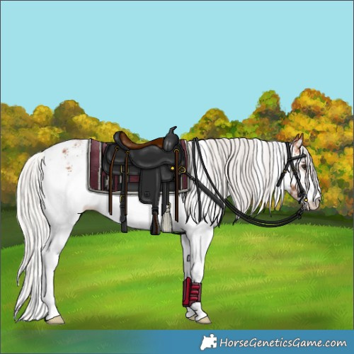 Horse Color:White Spotted Silver Bay Appaloosa