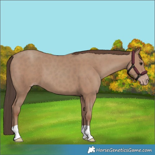 Horse Color:Classic Champagne 