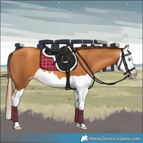 Horse Color:Gray Gold Champagne Splash 