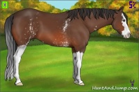 Horse Color:White Spotted Bay Sabino Splash