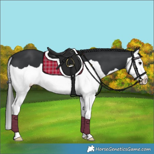 Horse Color:Black Splash