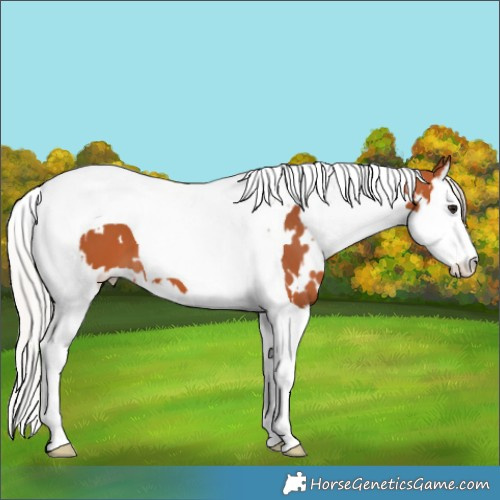 Horse Color:White Spotted Silver Bay Splash Tobiano
