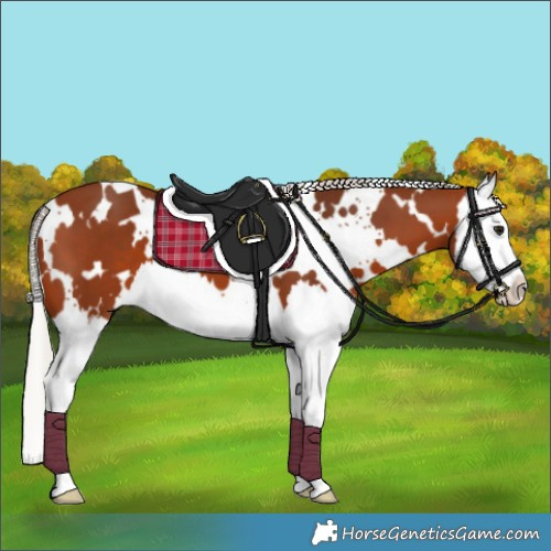 Horse Color:White Spotted Silver Brown Splash