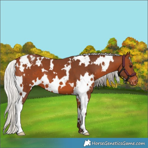 Horse Color:White Spotted Silver Brown Varnish