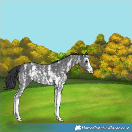 Horse Color:Black Sabino 
