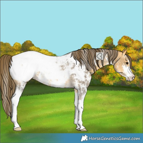 Horse Color:Buckskin Sabino Appaloosa Rabicano 